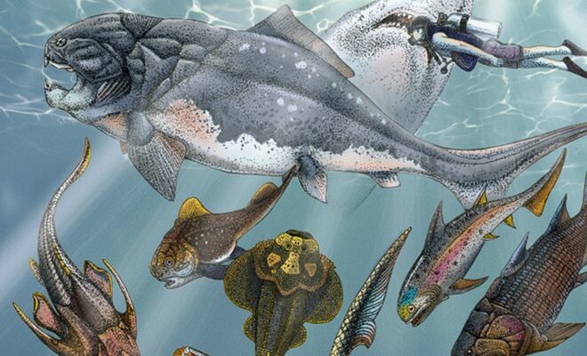 Peces óseos primitivos muestran mandíbulas y dientes; cambios evolutivos ocurrieron antes de lo pensado