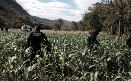 Destruyen federales cultivo de marihuana en Oaxaca