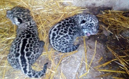 Nacen dos jaguares en San Blas, Nayarit