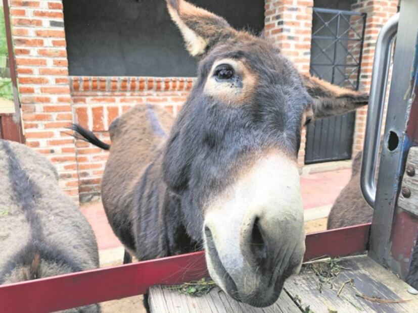 Burrolandia, el amor por la preservación