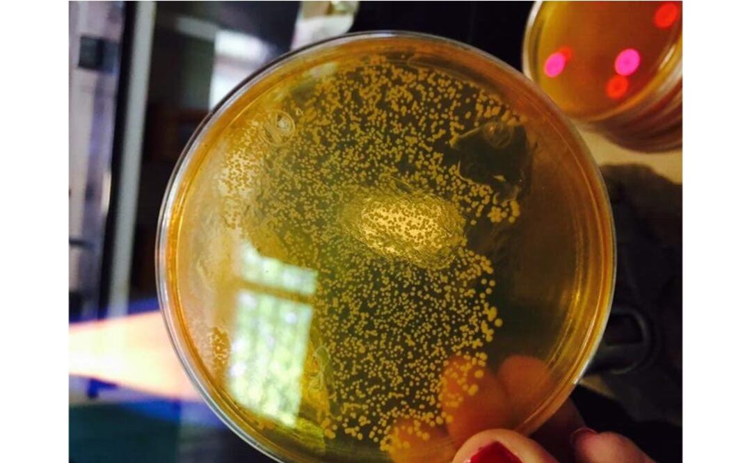 The gummy will help prevent some oral diseases by inhibiting bacteria – Photo: Courtesy of CONACYT