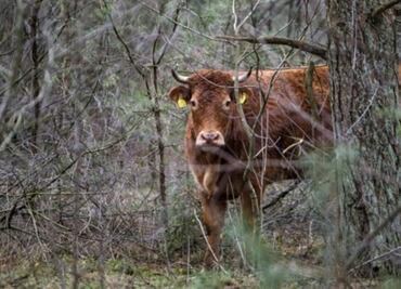 Vaca escapa del matadero y todo un país se une para ayudarla
