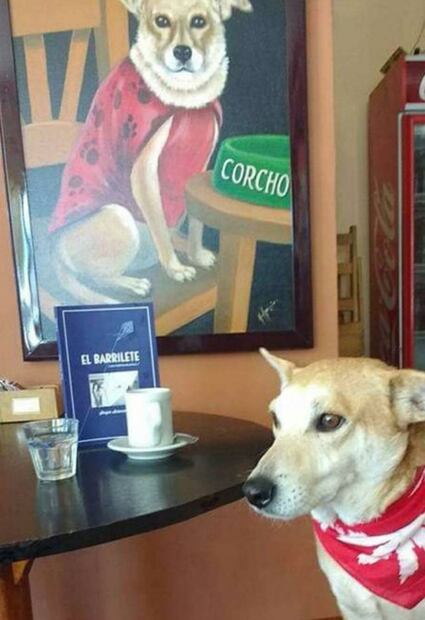 Corchito el perrito y acompañante en un bar que es viral en redes