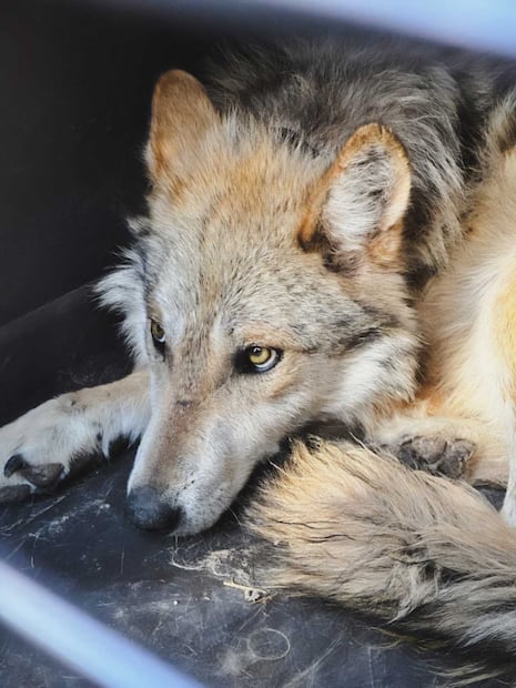 Tres ejemplares de lobo mexicano fueron liberados en el municipio de Casas Grandes, Chihuahua. Foto: Profepa