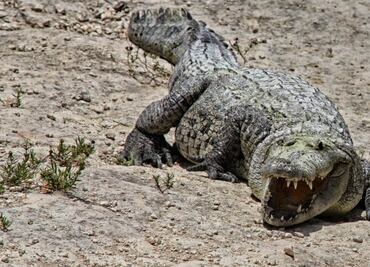 Reportan otro ataque de cocodrilo en Lázaro Cárdenas