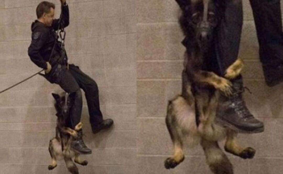 Perro policía demuestra su destreza en entrenamiento