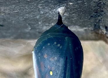 Mariposa monarca: la maravilla de la metamorfosis