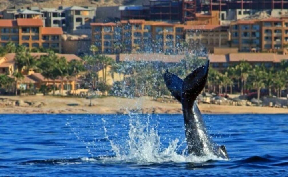 Cuánto cuesta viajar en el nuevo crucero que sale de Sonora y visita Los Cabos