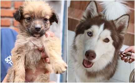 Más de 137 mil perros y gatos fueron registrados en la CDMX; buscan controlar su población en caso de accidentes o maltrato