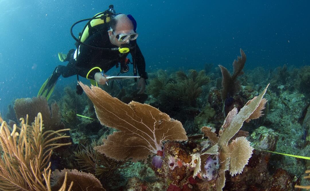 Six different structures are to be placed in Mexican beaches to help the region’s coral reef areas - Photo: Luis Javier Sandoval/EFE