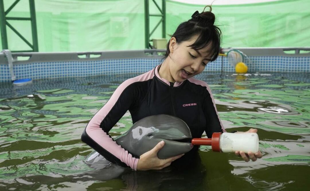 La voluntaria Thippunyar Thipjuntar alimenta a una cría de delfín llamada Paradon. Foto: AP