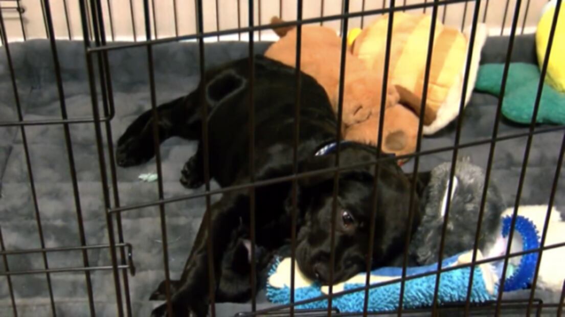 Viral: niño vendió sus cartas de Pokemón para salvar a su perro, y fue recompensado