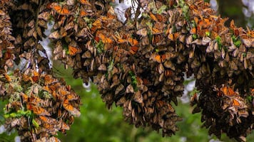 Mariposa monarca en peligro; piden a EU protección legal ante declive histórico