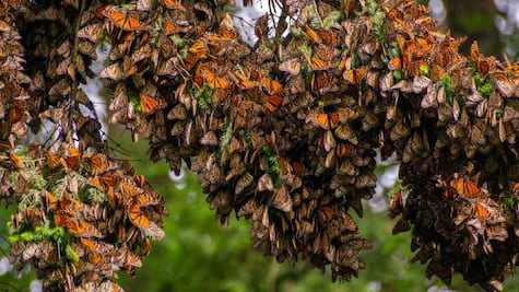 Mariposa monarca en peligro; piden a EU protección legal ante declive histórico