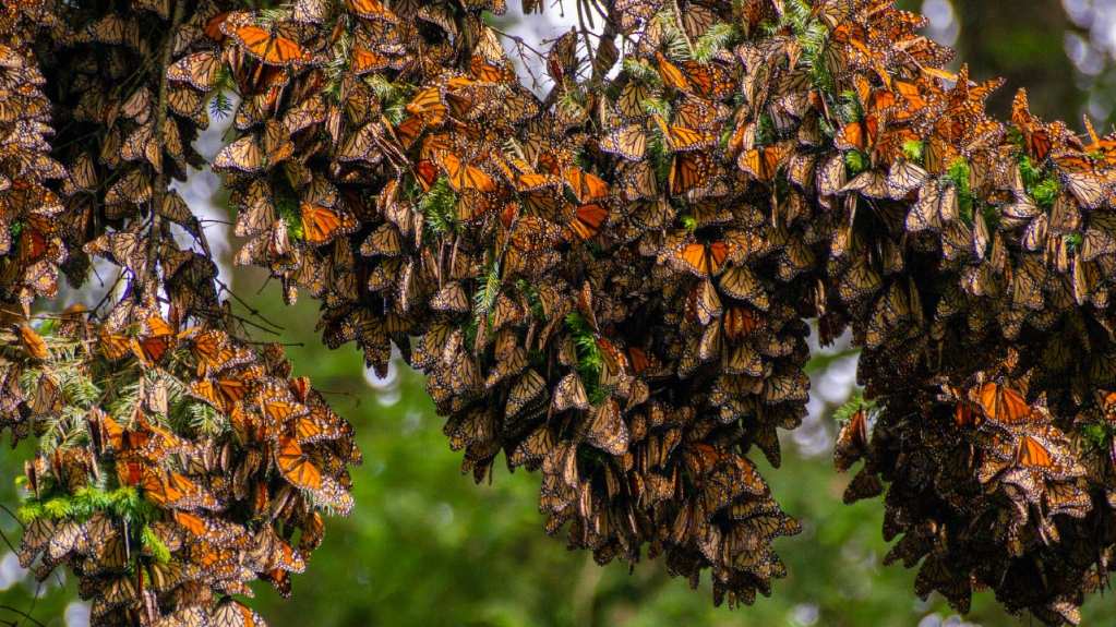 Foto: Sectur Michoacán