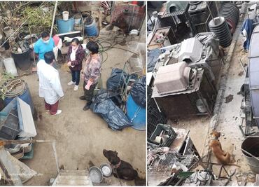 Rescatan a 13 perros raza pitbull hacinados en criadero clandestino de Magdalena Contreras