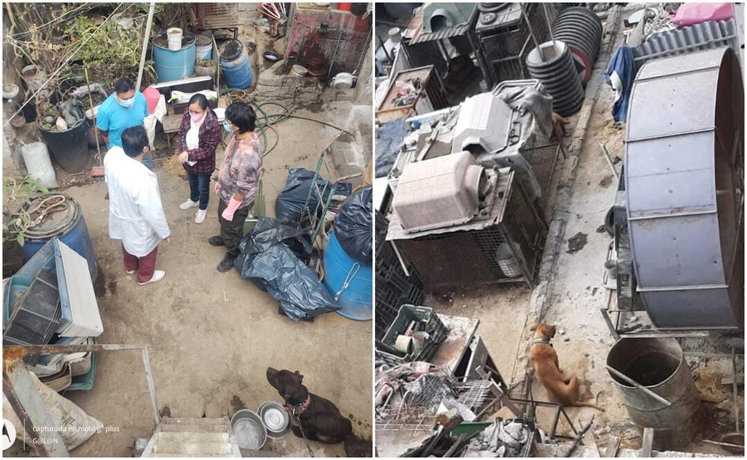 Criadero clandestino en Magdalena Contreras. Foto: @ALaMagdalenaC