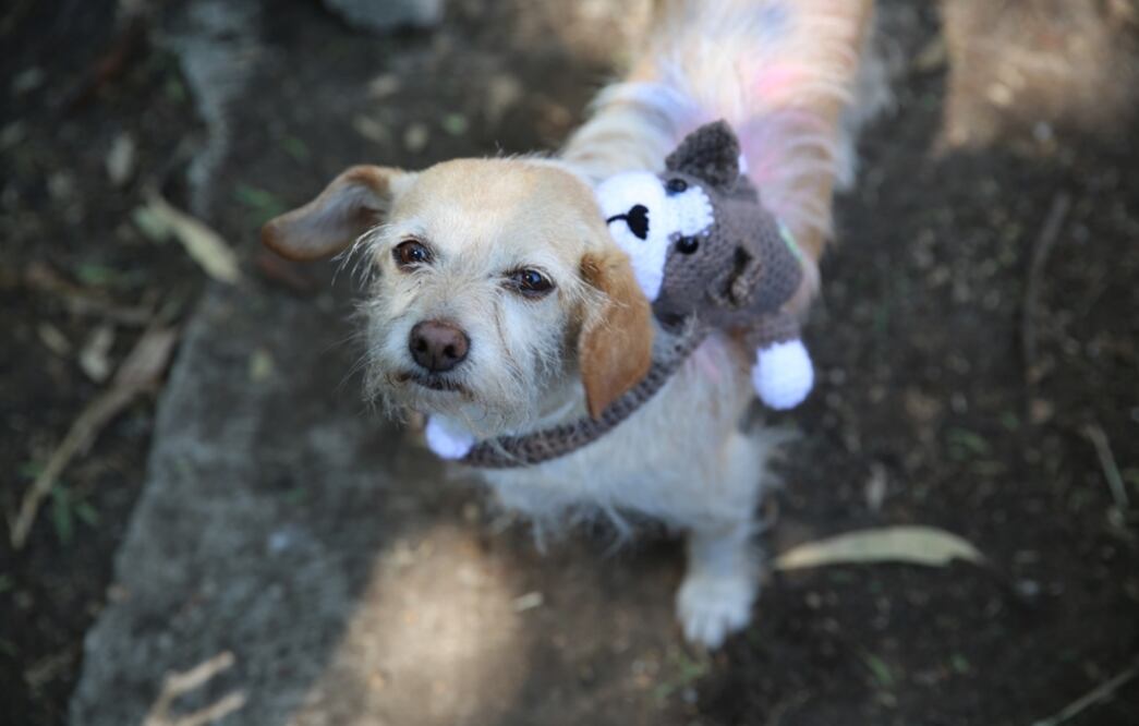 Lomito. Foto: Especial