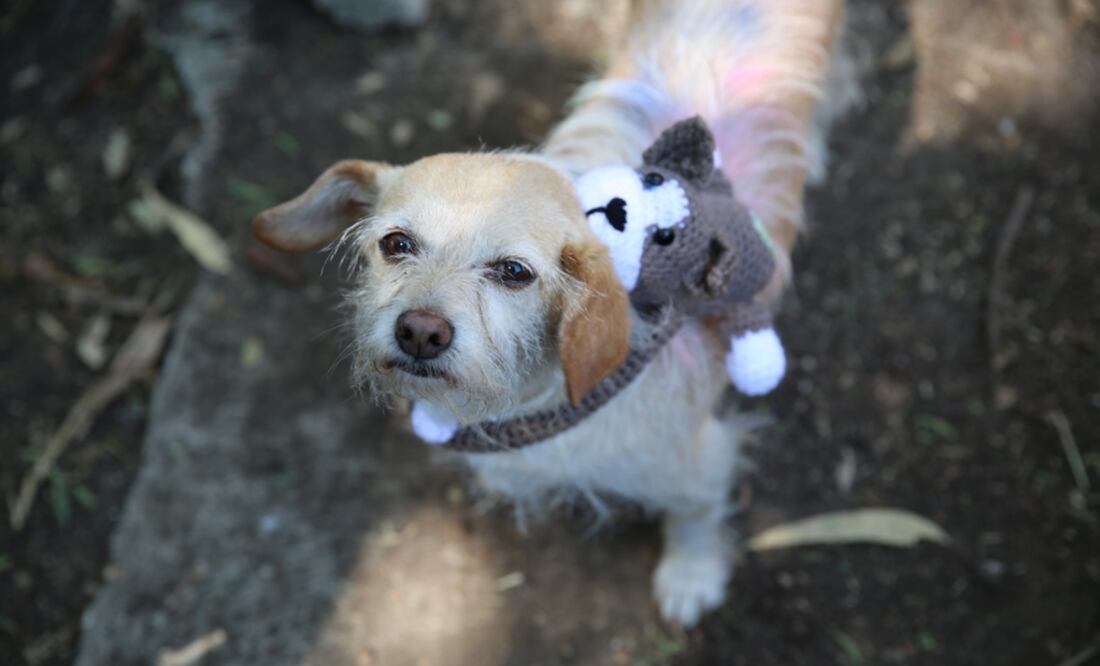 Lomito. Foto: Especial