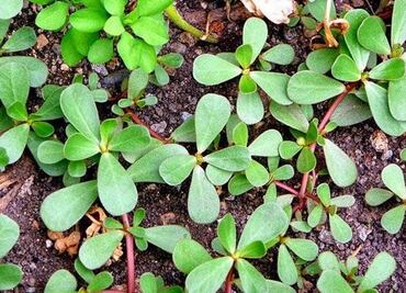 Analizan la capacidad antioxidante de tres especies de quelites