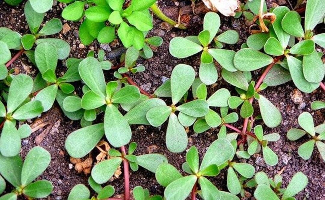 Los quelites son plantas de temporal, ya que crecen cuando llueve y sólo algunas especies se cultivan. (FOTO: Especial)