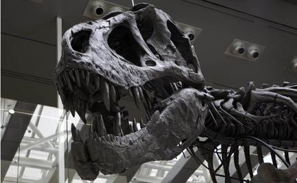Hallan colmillos del mayor dinosaurio de Japón