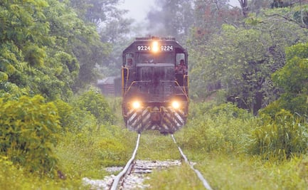 Tren Maya, daño ecológico y social