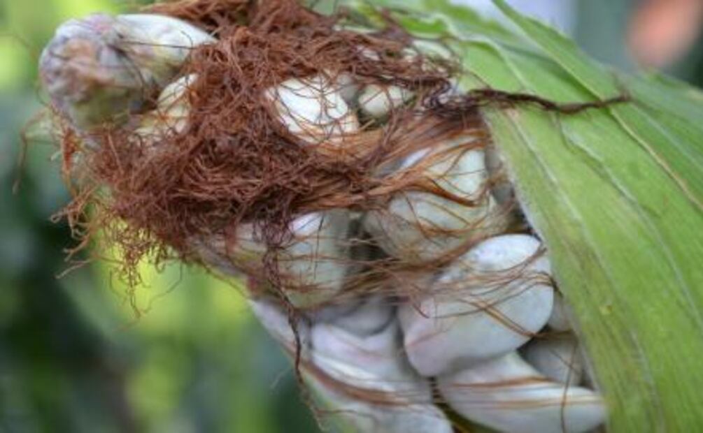 Los platillos más exóticos de México