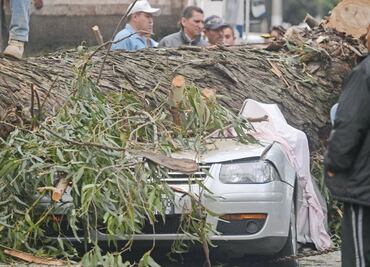 Exigen hacer inventario de árboles viejos en la entidad
