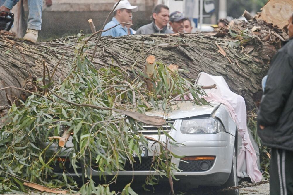En Naucalpan murieron cuatro miembros de una familia tras caer sobre el automóvil en el que viajaban un eucalipto de más de 20 toneladas (ARCHIVO EL UNIVERSAL)