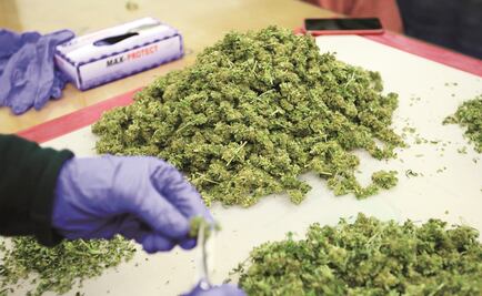 Universidad en EU ofrece la primera licenciatura en marihuana