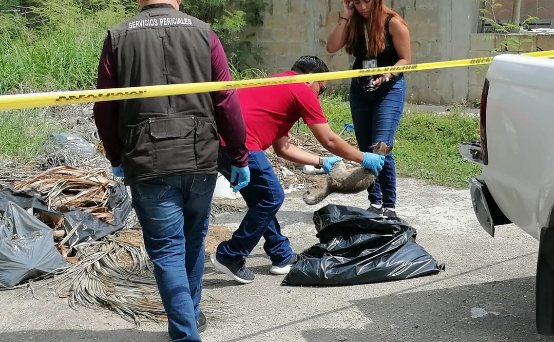 Vecinos de villa magna reportaron matanza masiva de gatos y perros. Foto Especial