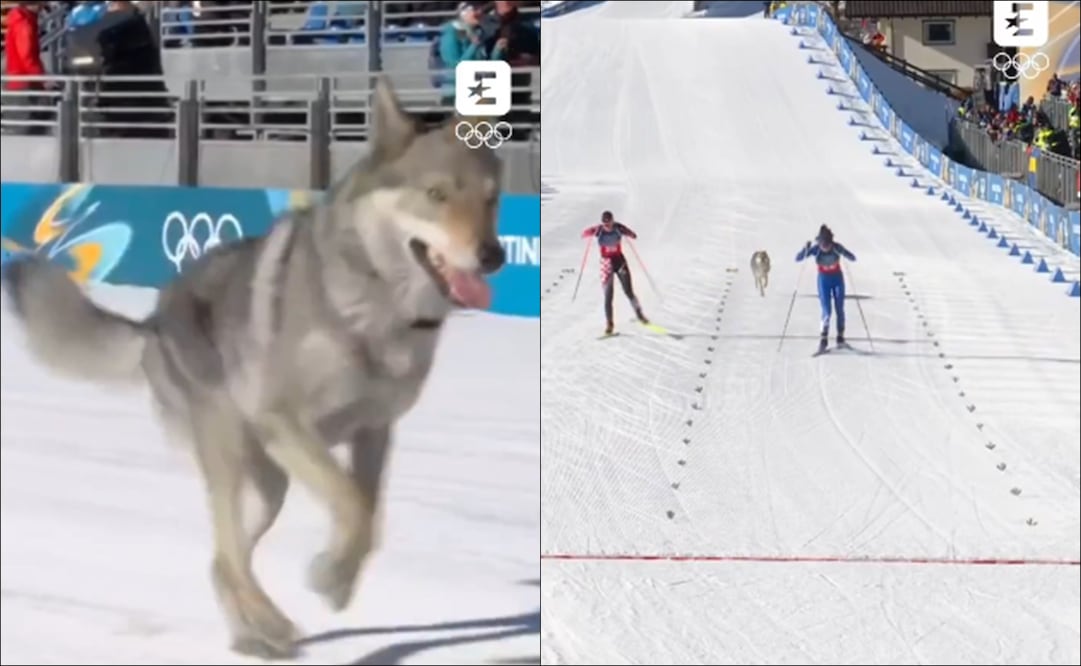 Un perro apareció en los Juegos Olímpicos de Invierno / FOTO: Especiales