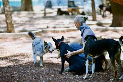 Van por 10 años de prisión a quien maltrate animales