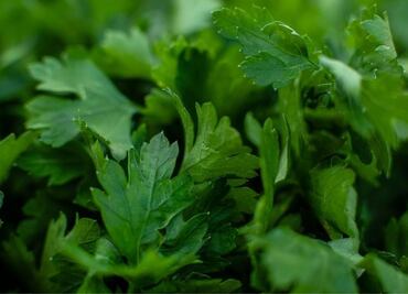 Descubre los increíbles beneficios de tomar té de epazote