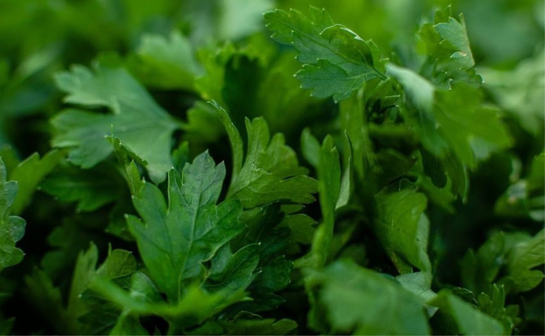 Explorando el Epazote, un tesoro culinario y medicinal. Fuente: Freepik