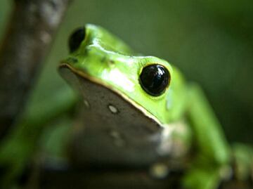 Descubren una nueva especie de rana en Perú a la que llaman Attenborough