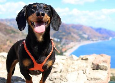 Conoce a Crusoe, el perro viajero