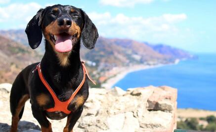 Conoce a Crusoe, el perro viajero