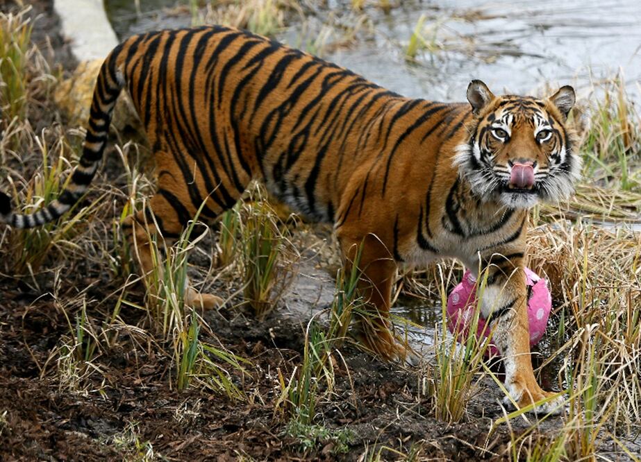 El tigre ha sido recluido de forma segura en su jaula en el zoológico (ARCHIVO AP)