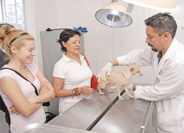 “Polución afecta a mascotas”