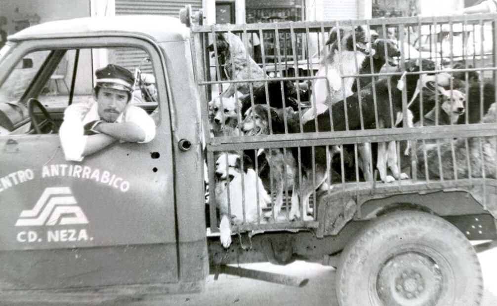 “La Secretaría de Salubridad y Asistencia cree que con perros [callejeros] no puede haber salubridad. Pero sólo lo cree cuando se trata de perros pobres que no pueden pagar la inyección antirrábica”, crítica sin autor, publicada el 15 de octubre de 1931 en EL UNIVERSAL ILUSTRADO. Foto: Archivo EL UNIVERSAL.