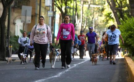 Con lamidas, ladridos y hasta disfraces, realizan segunda carrera ‘Perritos en fuga’ en la Cuauhtémoc