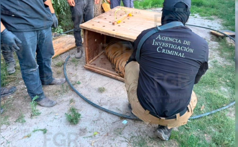La FGR inició una investigación por una denuncia de la Guardia Nacional sobre personas armadas y animales exóticos. | Foto: Especial.