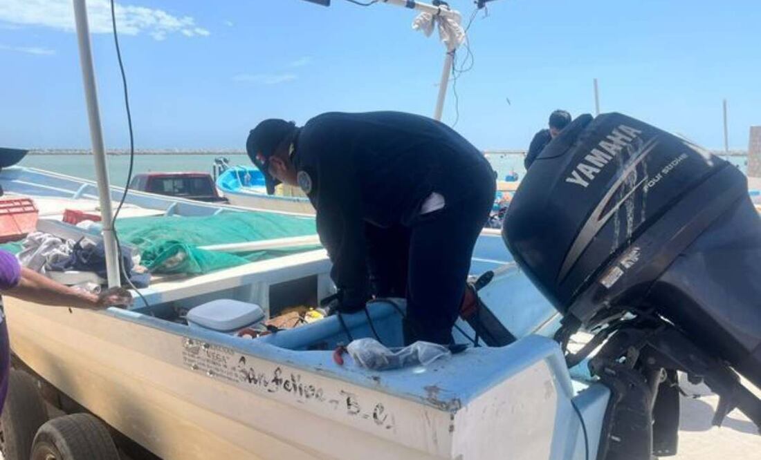 Fortalecen Marina y Conapesca acciones contra pesca ilegal; buscan proteger a la Totoaba y a la Vaquita marina. Foto; Especial