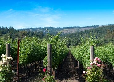Sigue la ruta del vino en Baja California y ¡paséate entre sus viñedos!