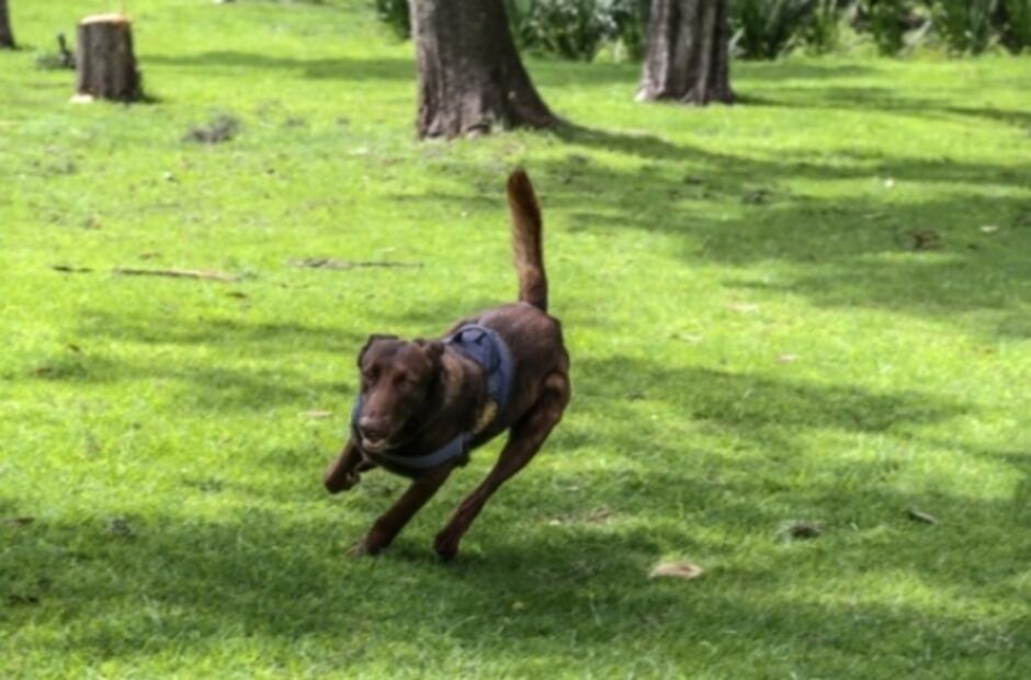 Thor, the cutest bomb dog in Mexico’s Lower Chamber