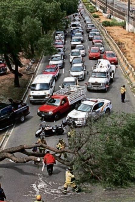 El mandatario dijo que resultaron afectados más de 600 árboles en la capital del país (ARCHIVO EL UNIVERSAL)