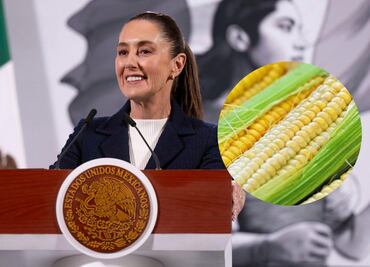Sheinbaum modifica texto de iniciativa para prohibir siembra de maíz transgénico; esto es lo que establece