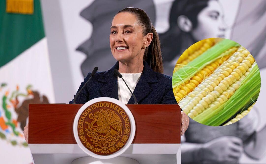 Sheinbaum Pardo mencionó desde Palacio Nacional que el maíz criollo está ligado al origen de todos los mexicanos. Foto: Archivo EL UNIVERSAL